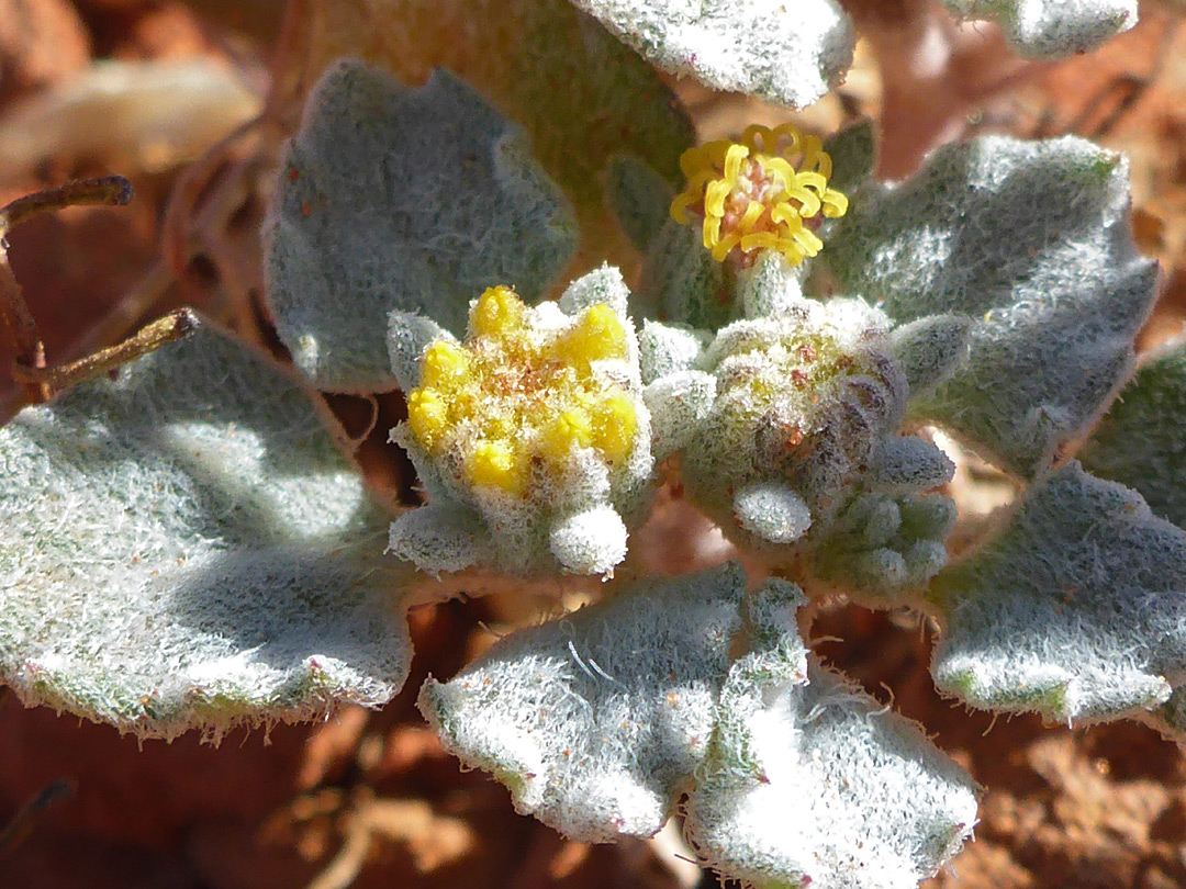 Yellow florets