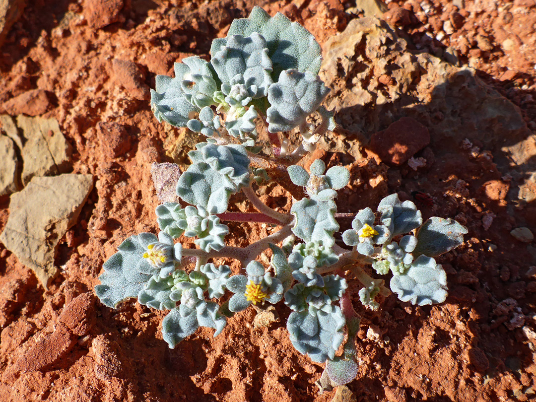 Plant in situ