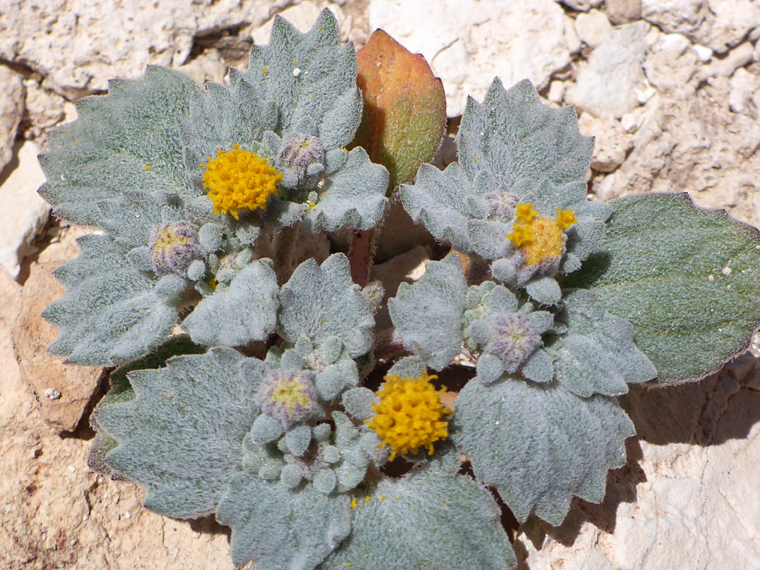 Greyish-green leaves