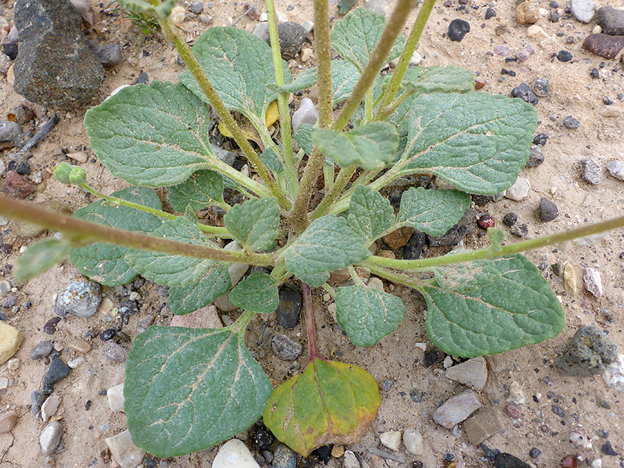 Basal leaves