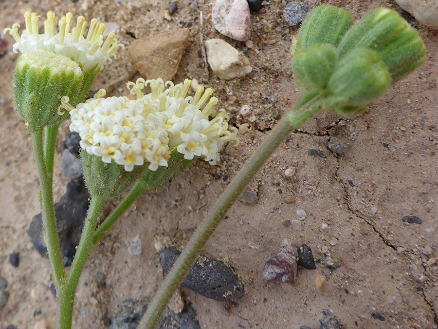 Flowers and buds