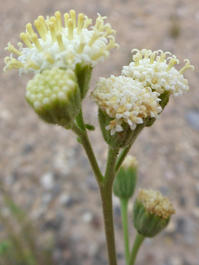 Group of flowers