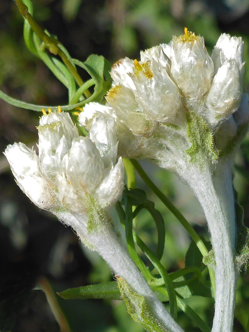 Clustered flowerheads