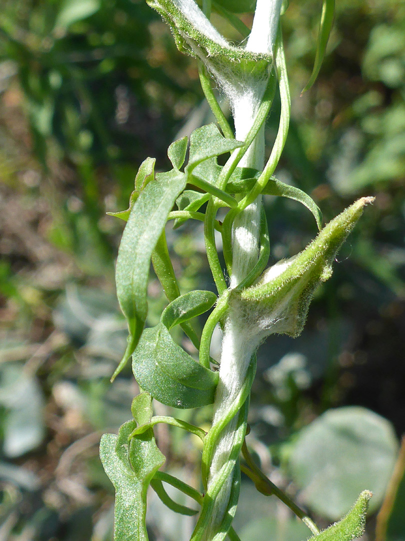 Stem and leaves