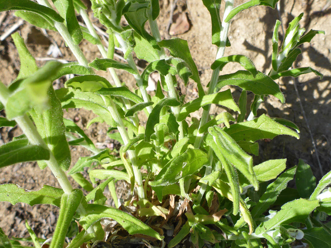 Light green leaves