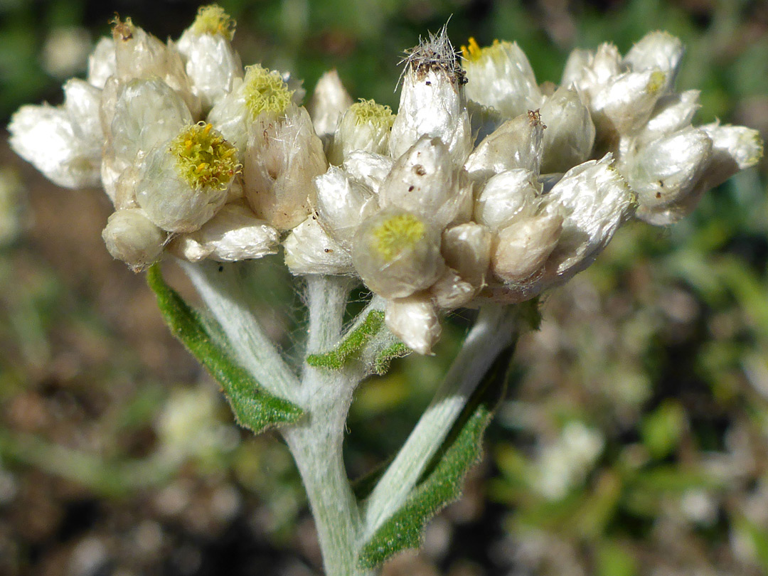 Yellow and white flowerheads