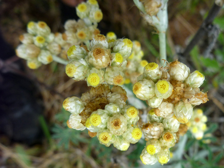 Tightly packed clusters