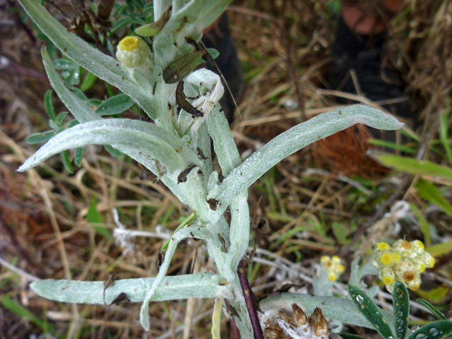 Hairy leaves