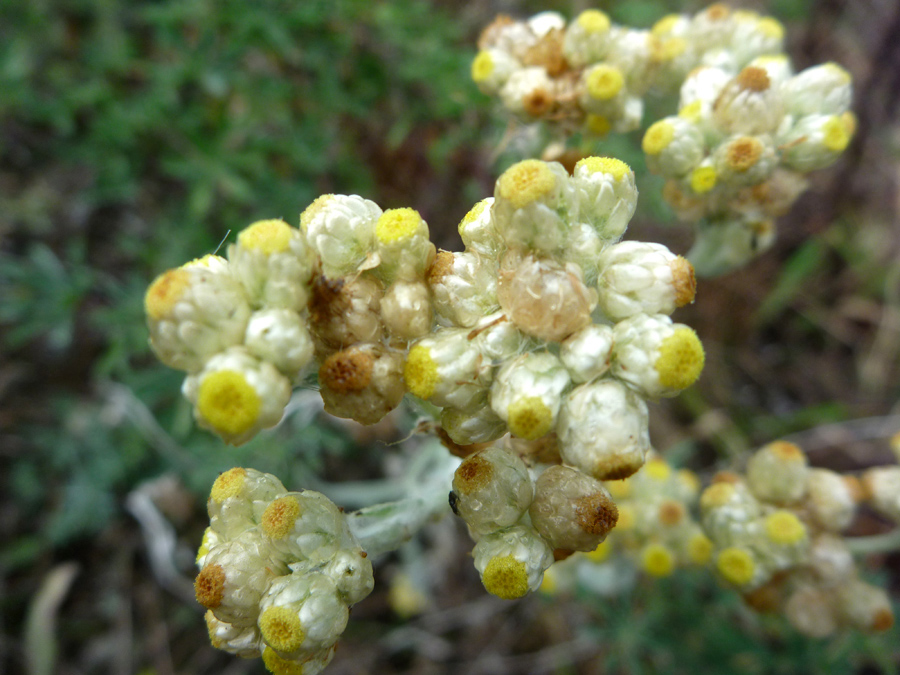 Brown and yellow disc florets