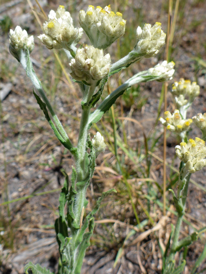 Top of a stem