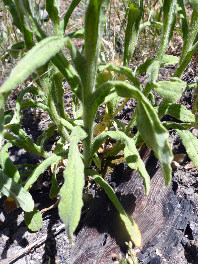 Lower stem leaves