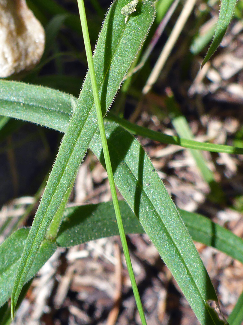 Narrow, ciliate leaves