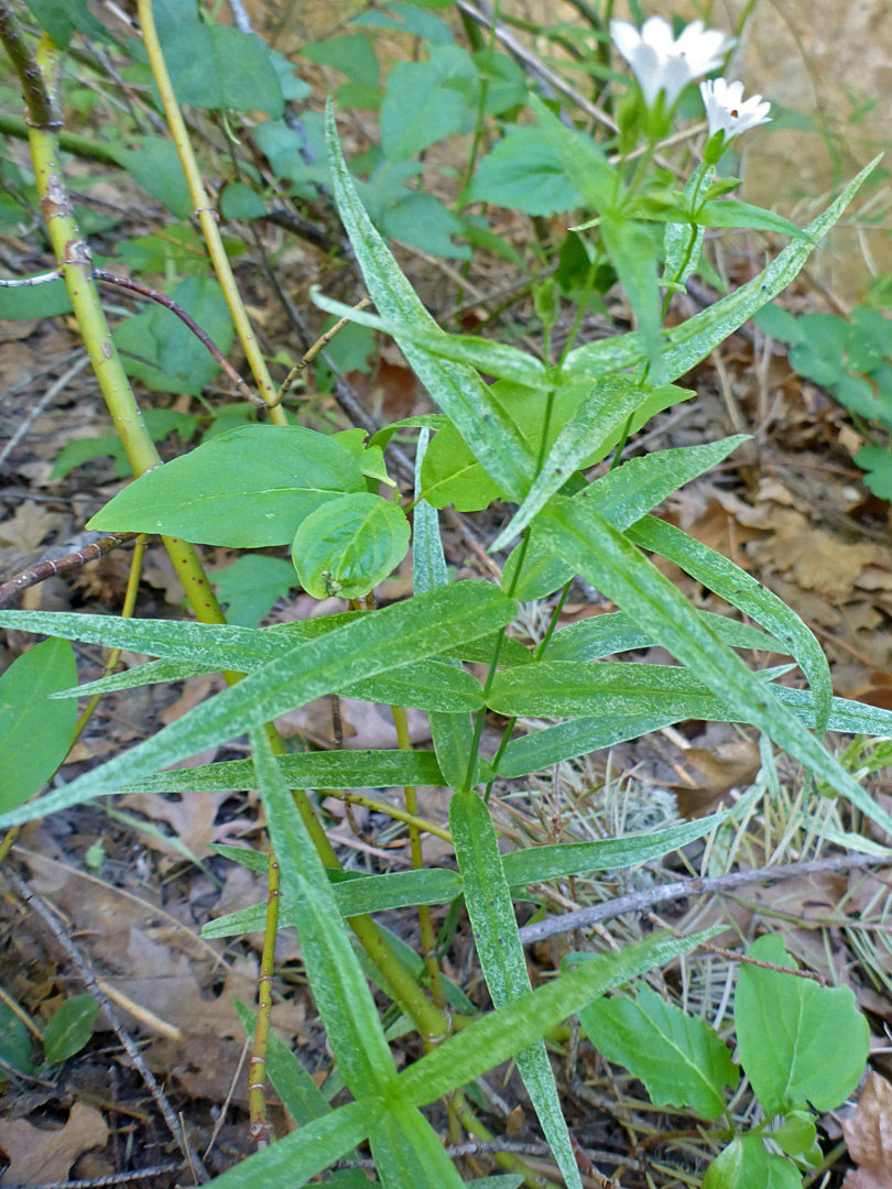 Narrowly lanceolate leaves