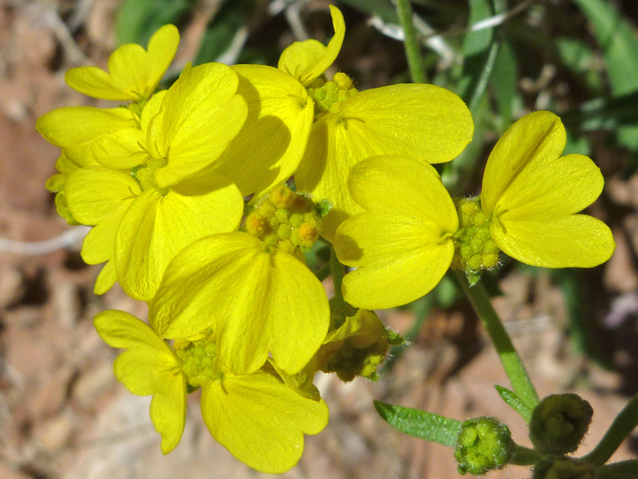 Yellow flowers