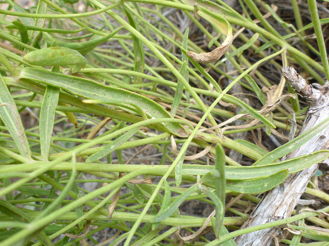 Leaves and stems