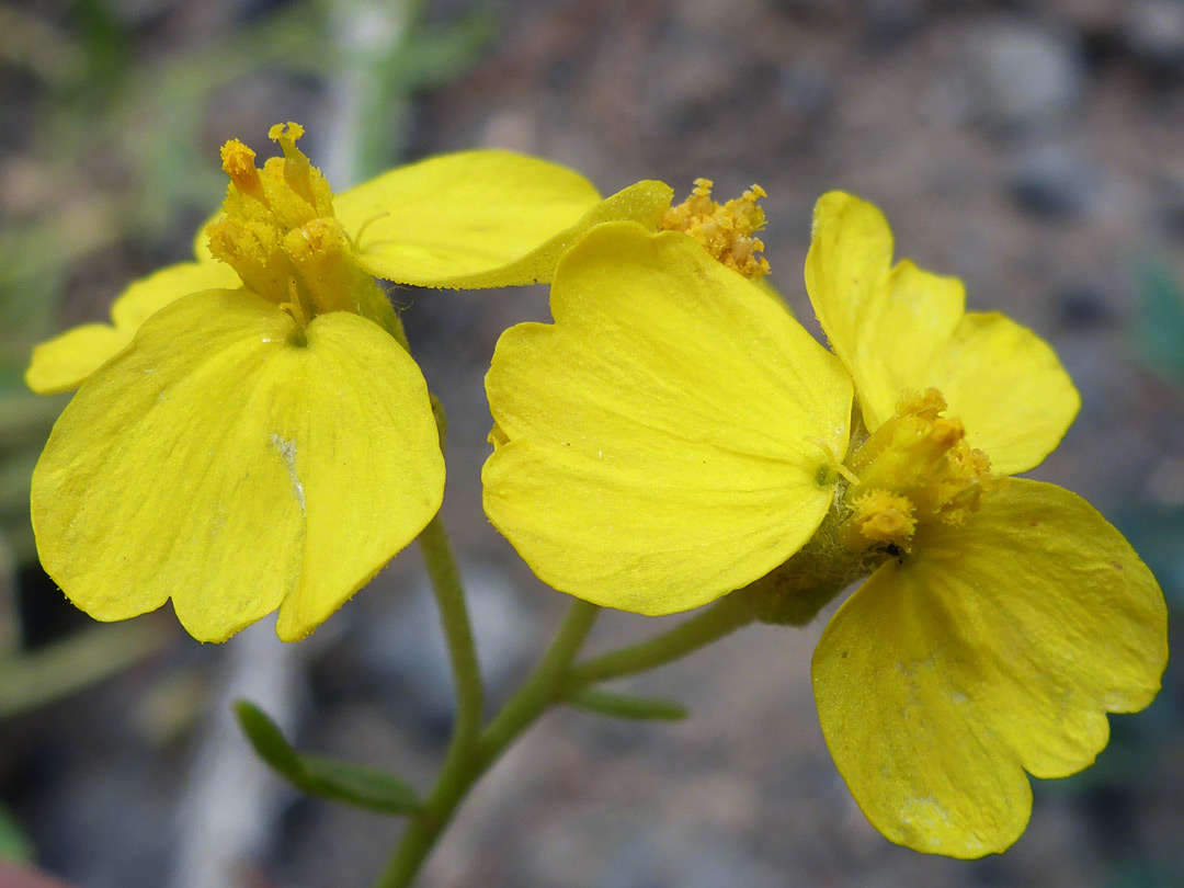 Two flowerheads