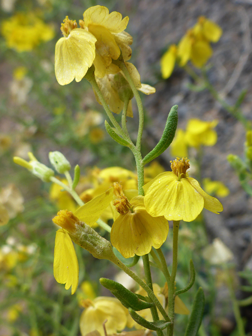 Flowerheads and upper stem leaves