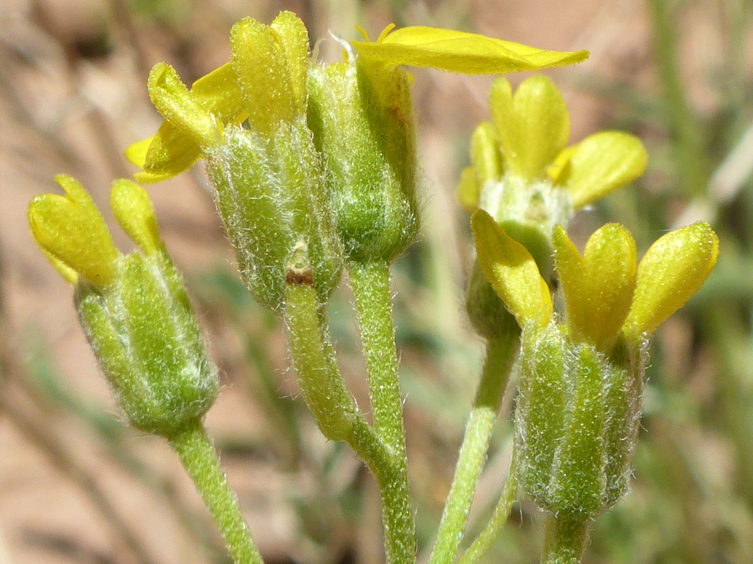 Sparsely-hairy phyllaries