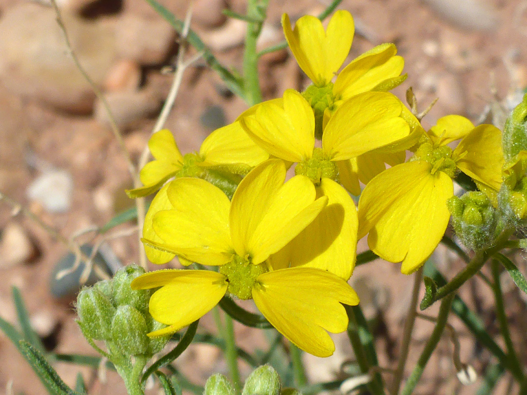 Asymmetric flowerheads