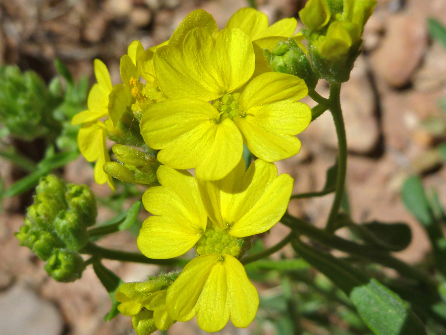 Three-petaled flowers