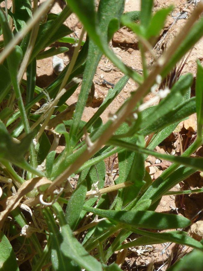 Flowers and leaves