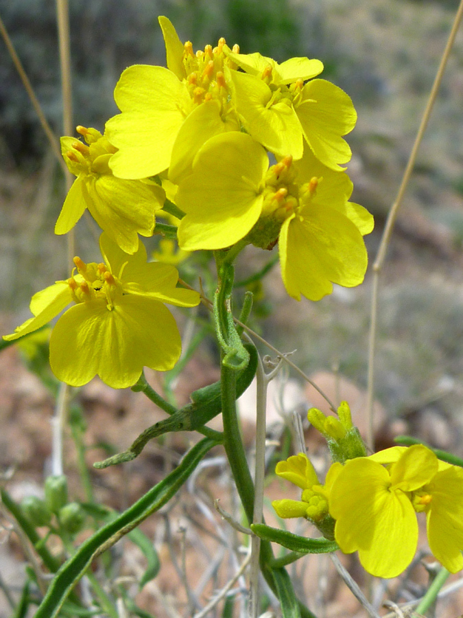 Flower cluster