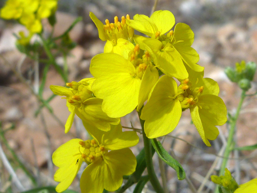 Overlapping petals