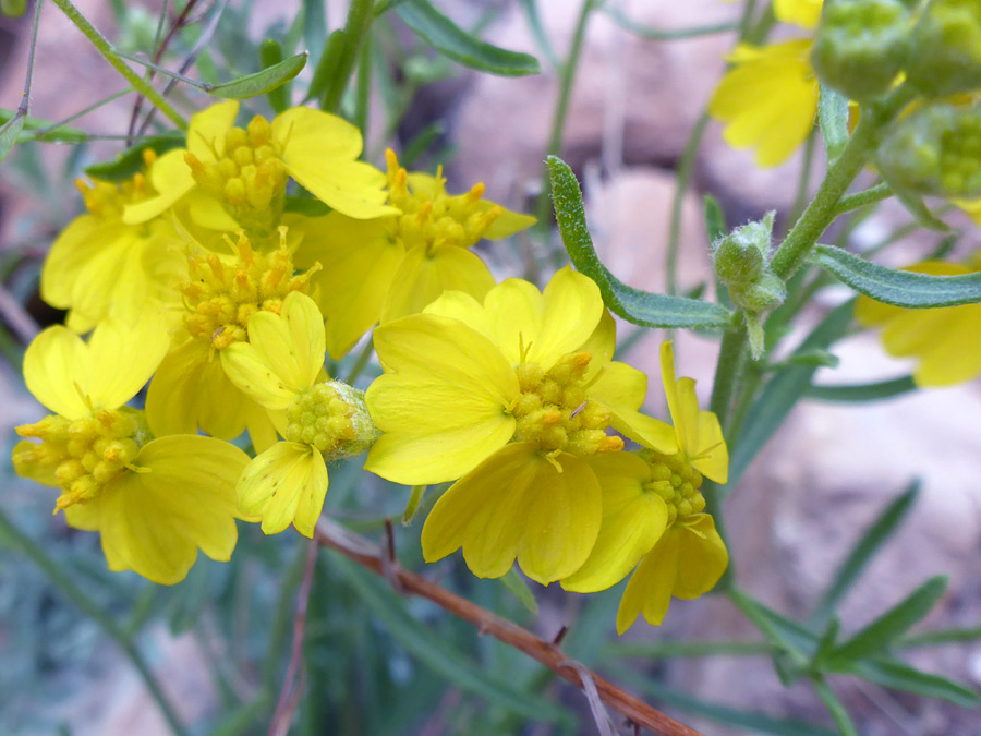 Group of flowers