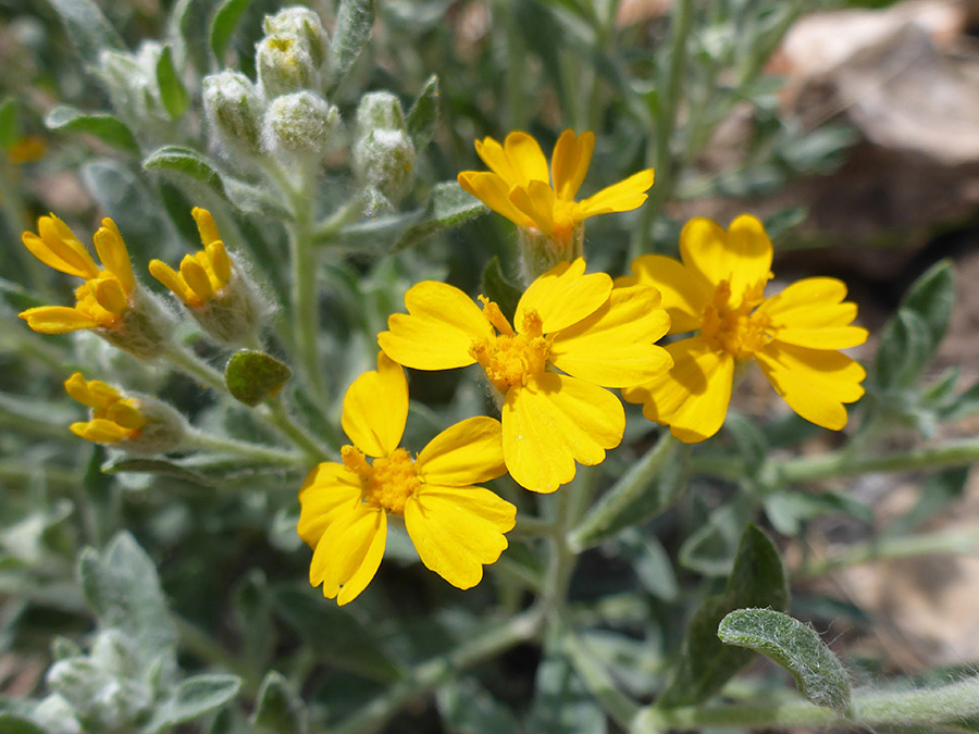 Buds and flowerheads