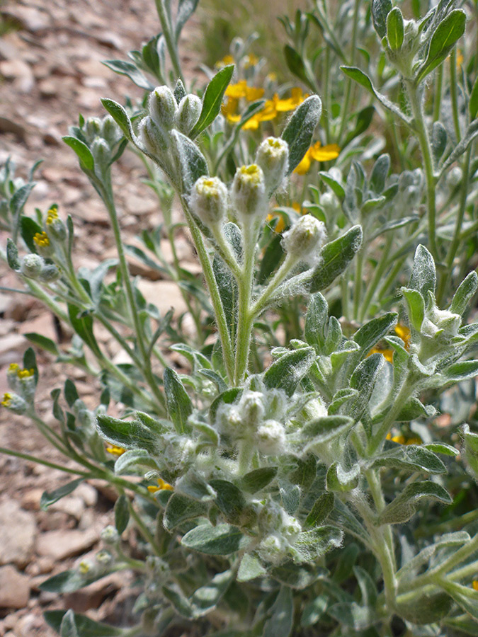 Leaves and buds