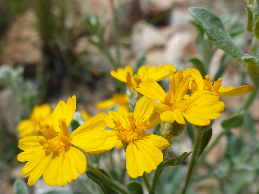 Yellow florets