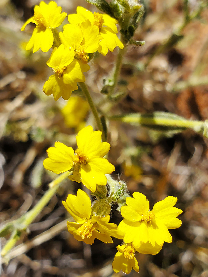 Yellow flowerheads