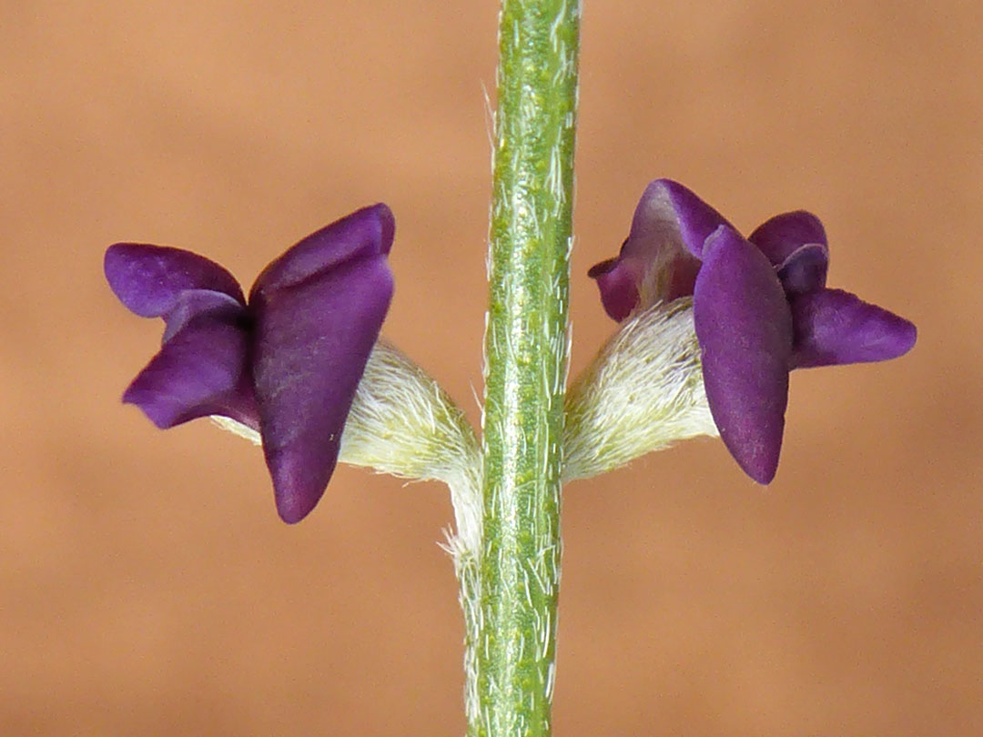 Dark purple flowers