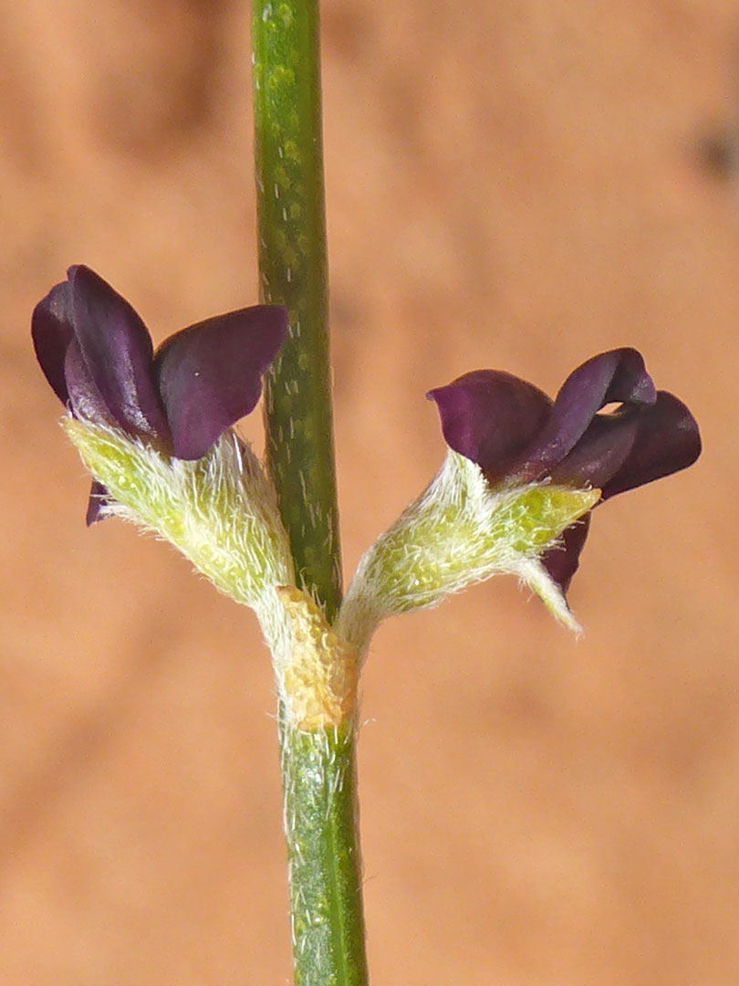 Opposite flowers