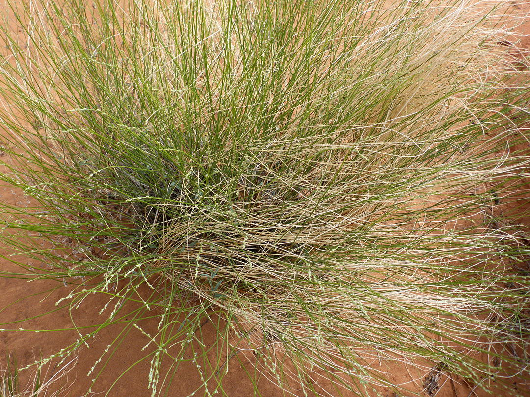 Many thin stems