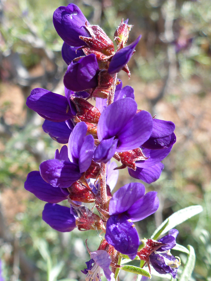 Red calyces