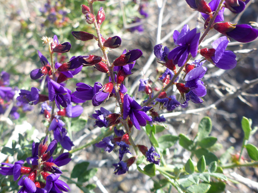 Flowering stems