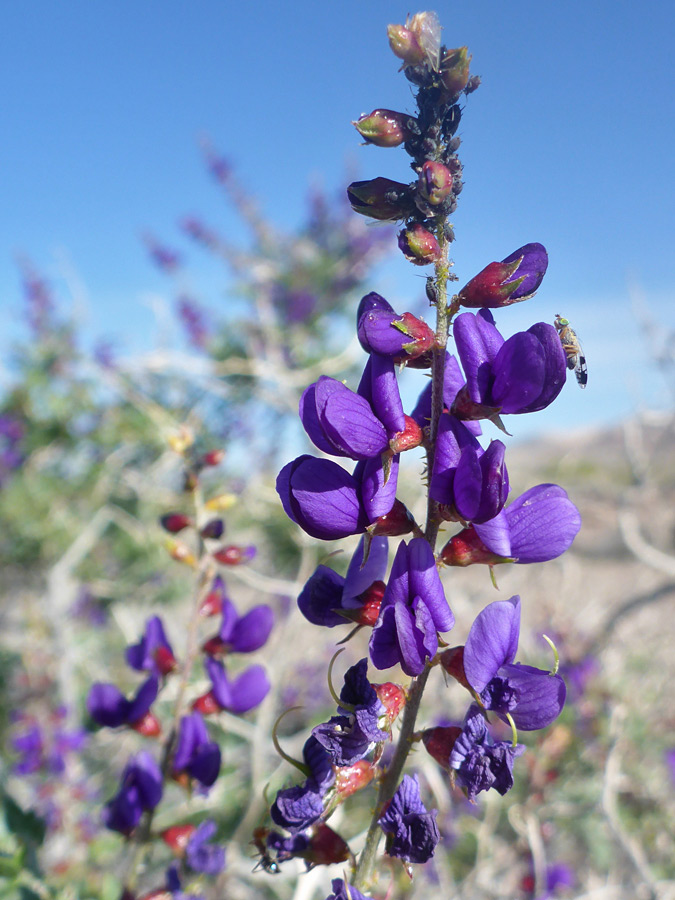 Elongated flower cluster