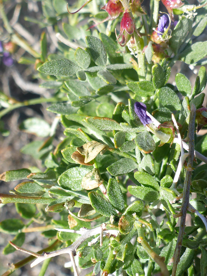 Hairy leaves