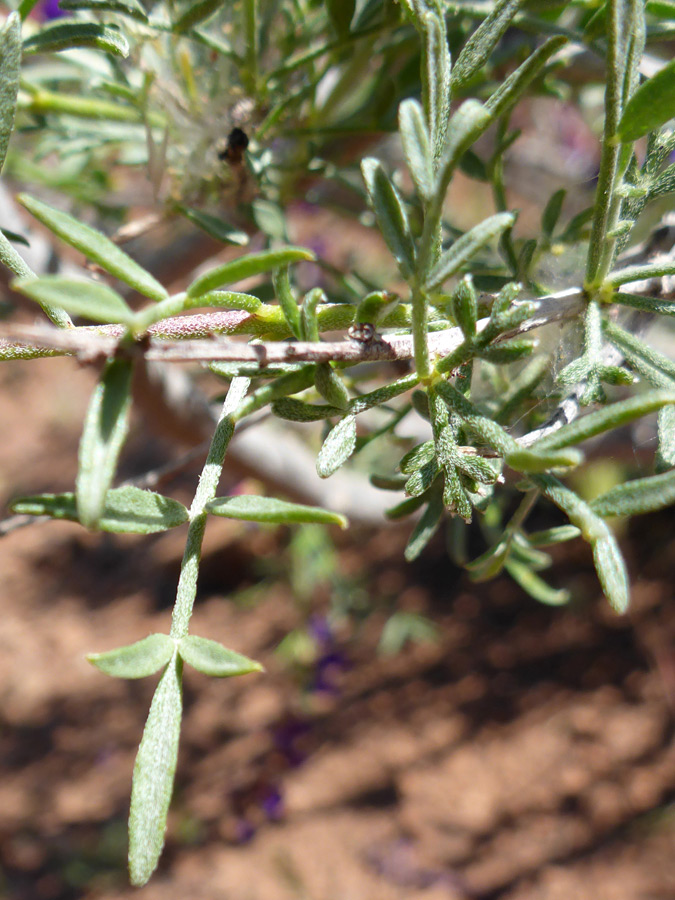 Stems and leaves