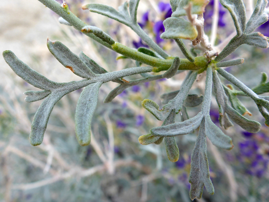 Lobed leaves