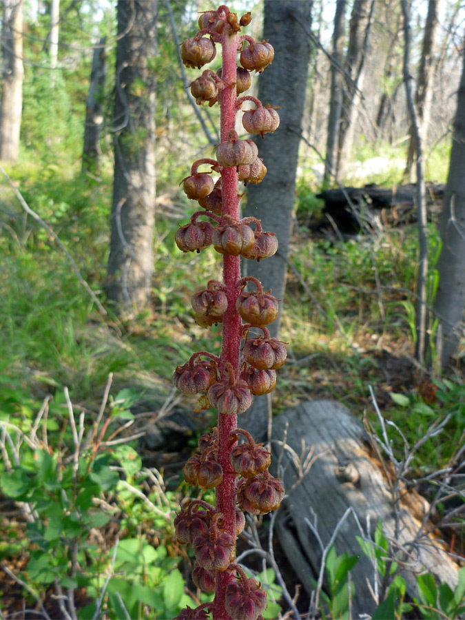 Flower spike