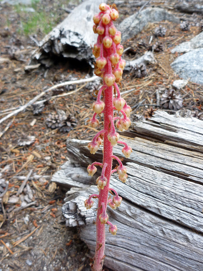 Pinkish red flower spike