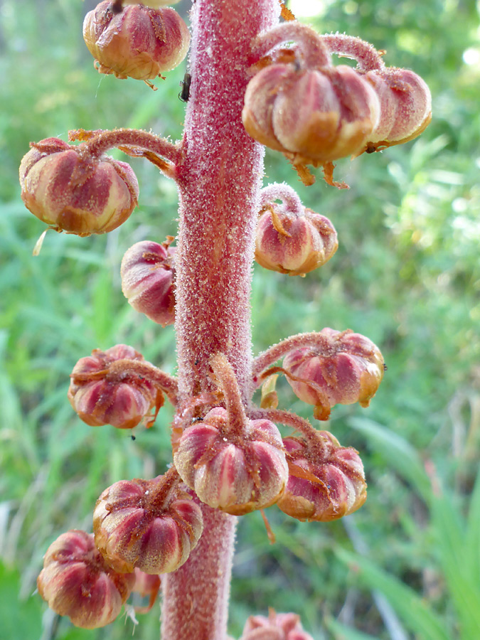 Pendent fruits