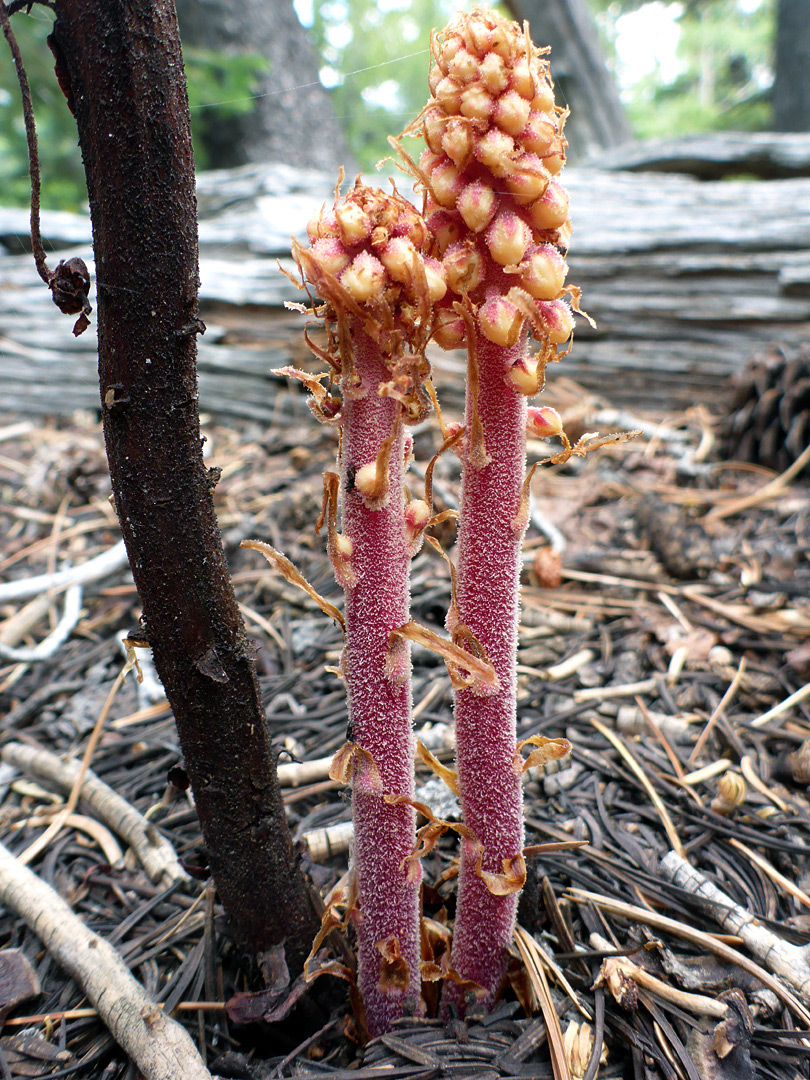 Two stems