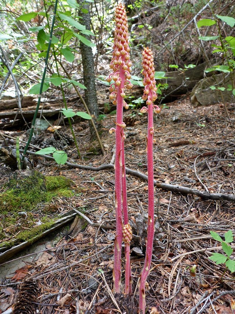 Group of stems