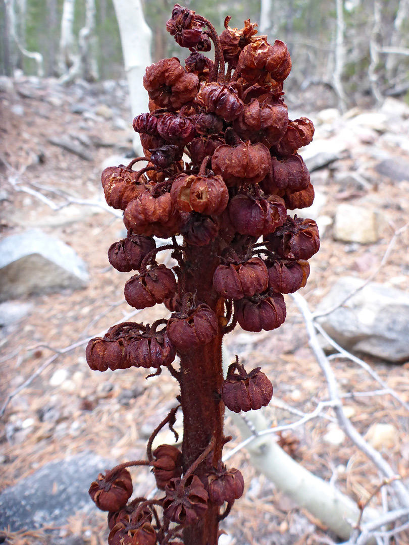 Withered stem