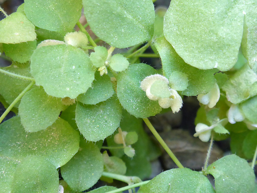 Flowers and leaves