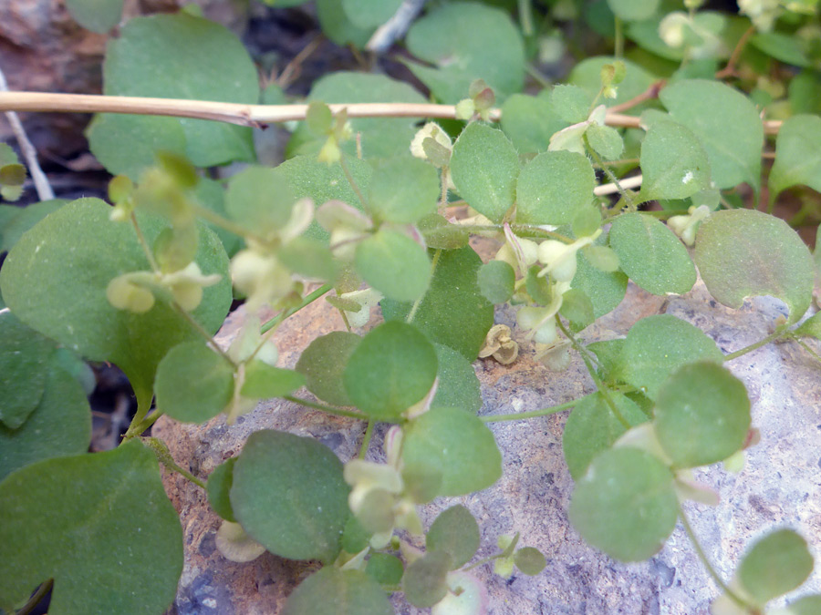 Round leaves