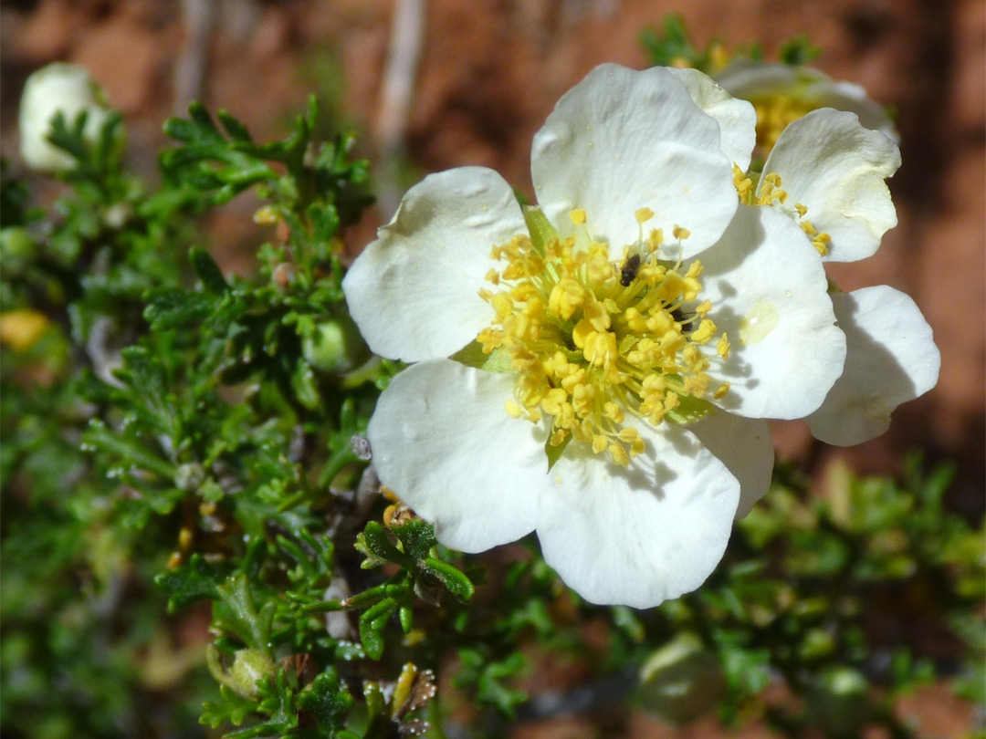 White-petaled flower